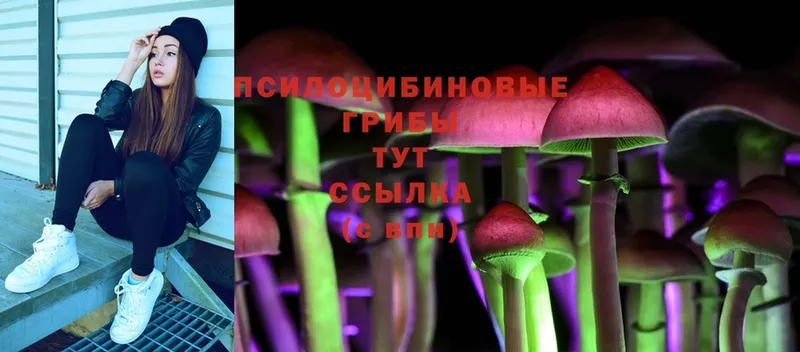 Псилоцибиновые грибы Psilocybine cubensis  купить  цена  Поворино 